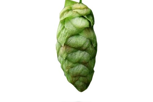 Cascade Hopfen Titel