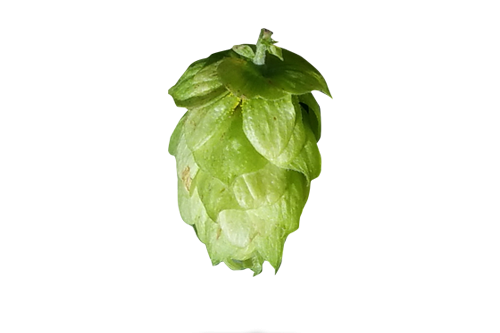 Chinook Hopfen Titel