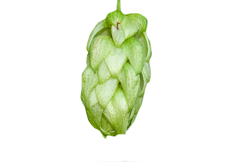 citra hopfen titel