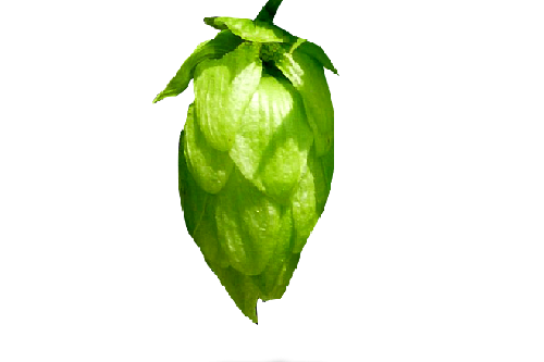 Golding Hopfen