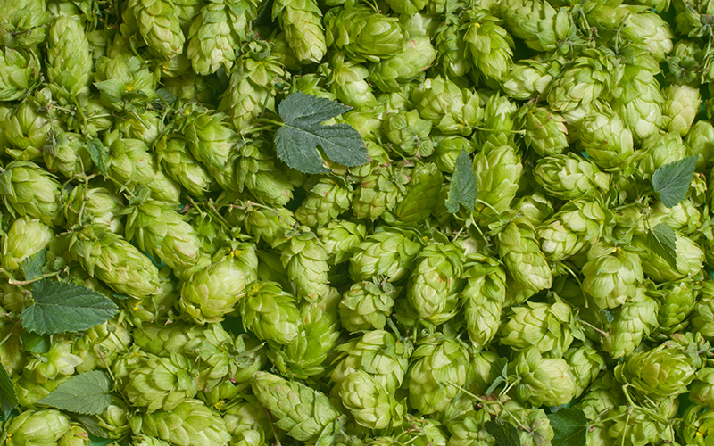 Hopfen