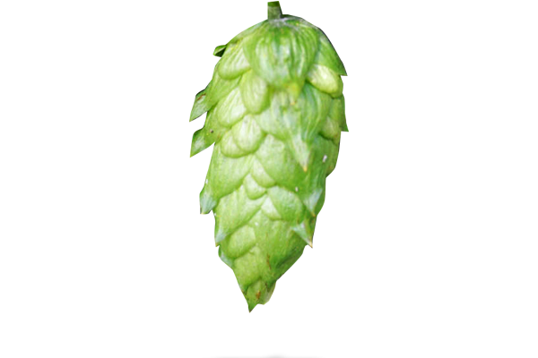 Mandarina Bavaria Hopfen