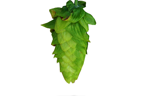 Millenium Hopfen
