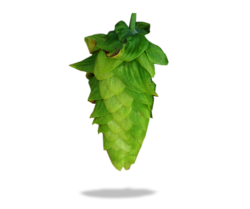 Millenium Hopfen Titel