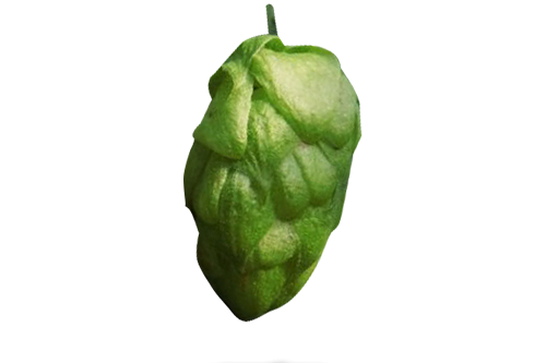 saphir hopfen titel